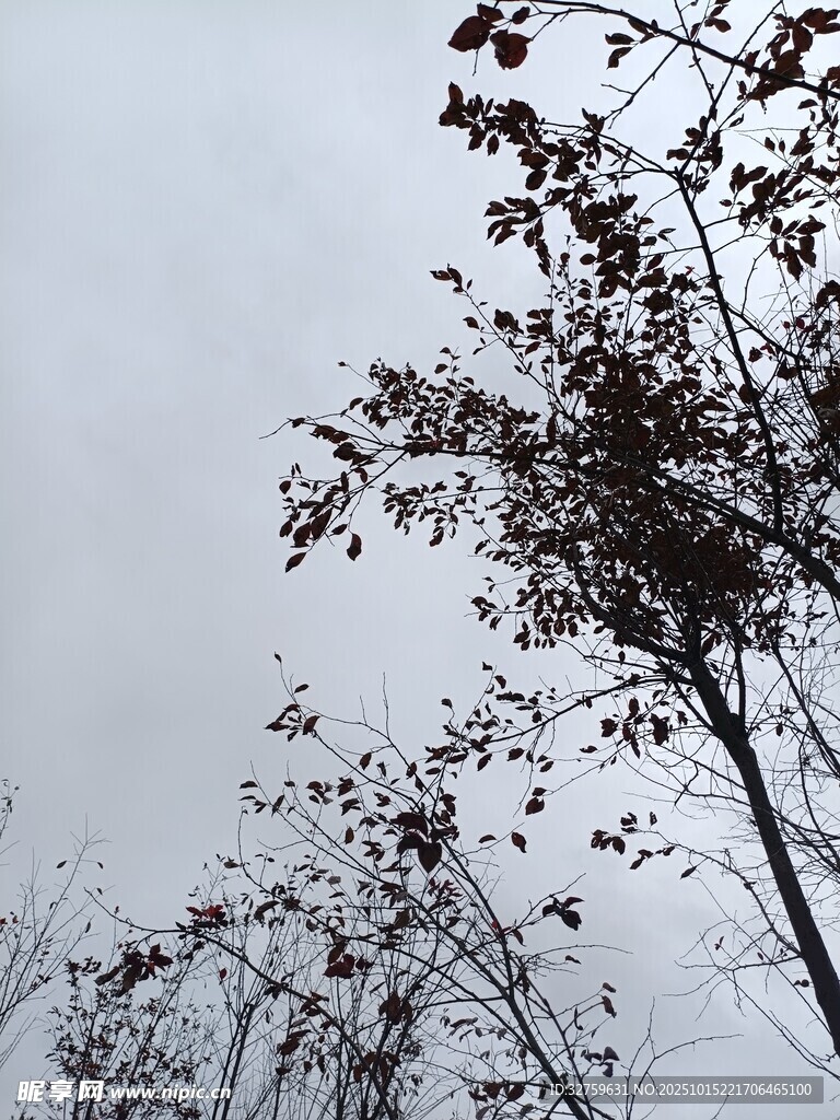 冬日枯树 