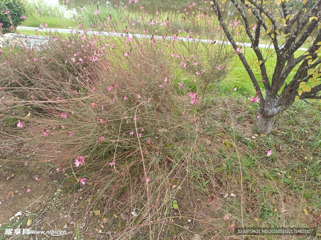 秋日野外的低矮植物景观