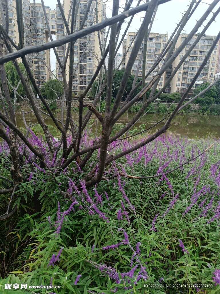 紫色花丛与繁茂植物景观