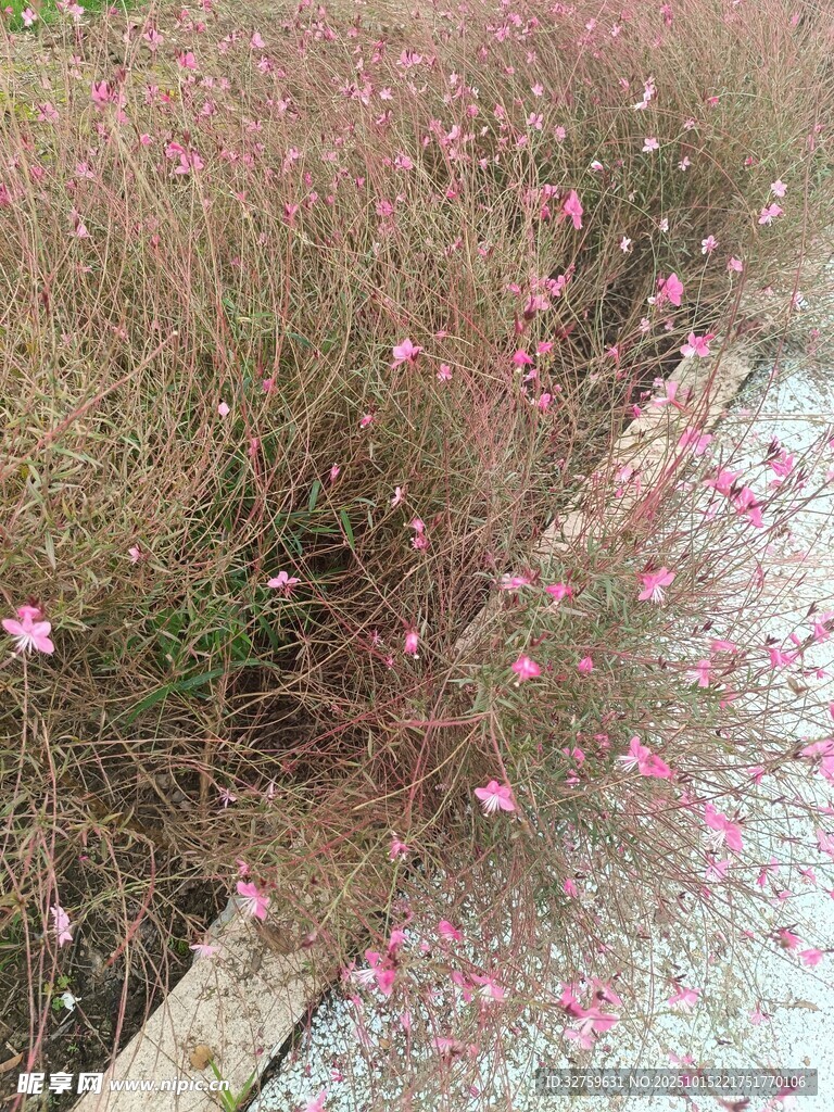 路边粉色小花绽放