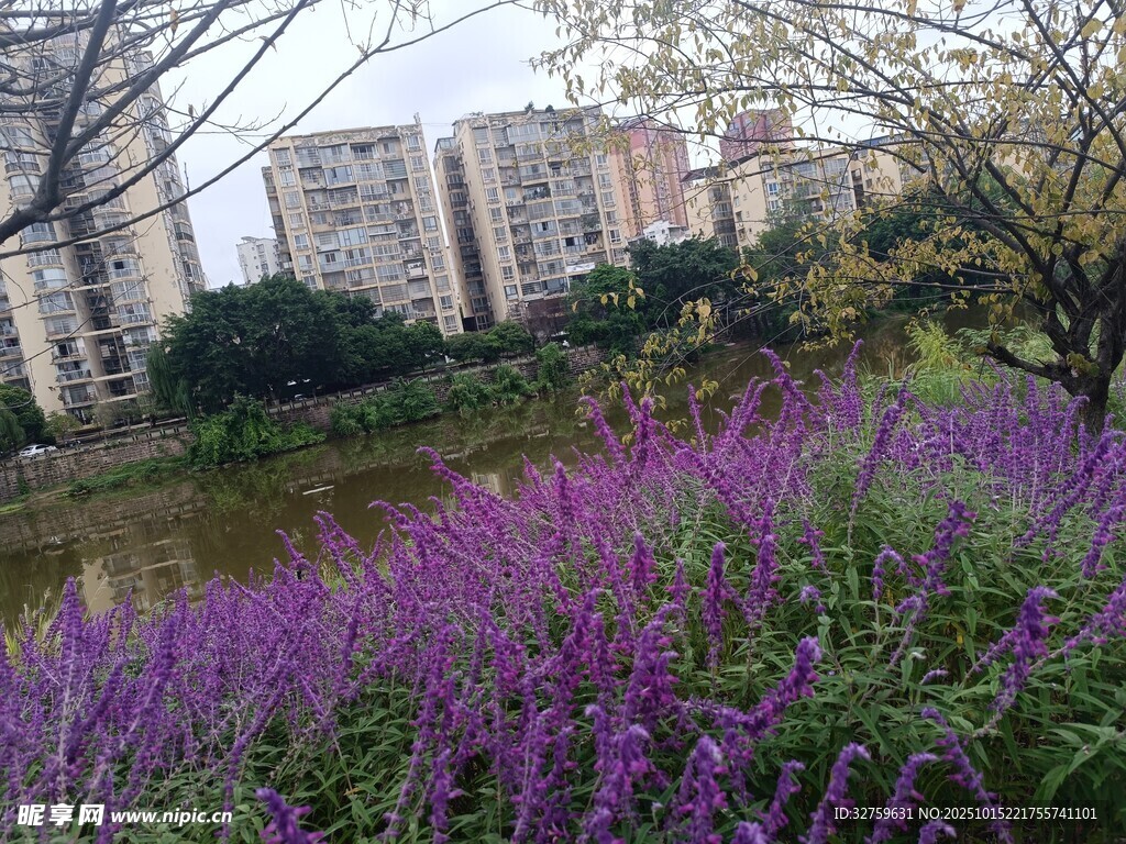城市中绽放的紫色花卉景观