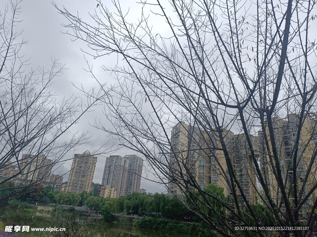 雾中枯树与远处建筑群