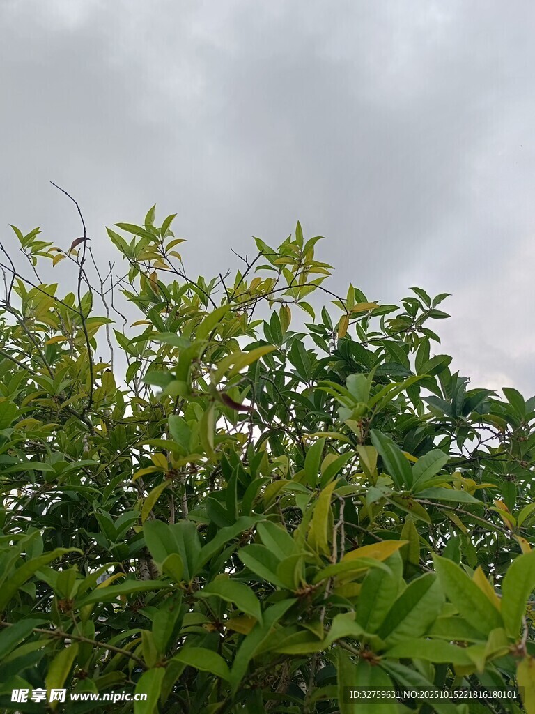 绿叶繁茂于阴沉天空下