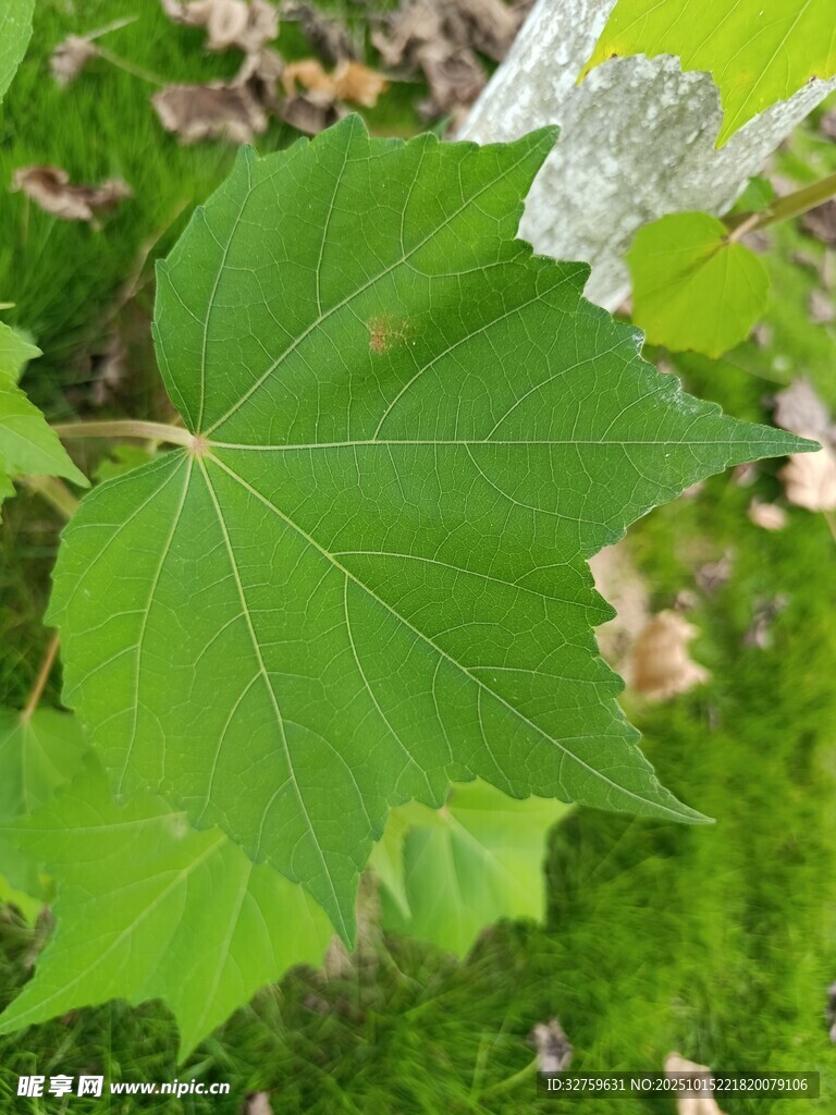 翠绿硕大的单片植物叶片