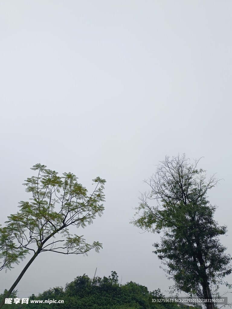 两棵树的自然风景