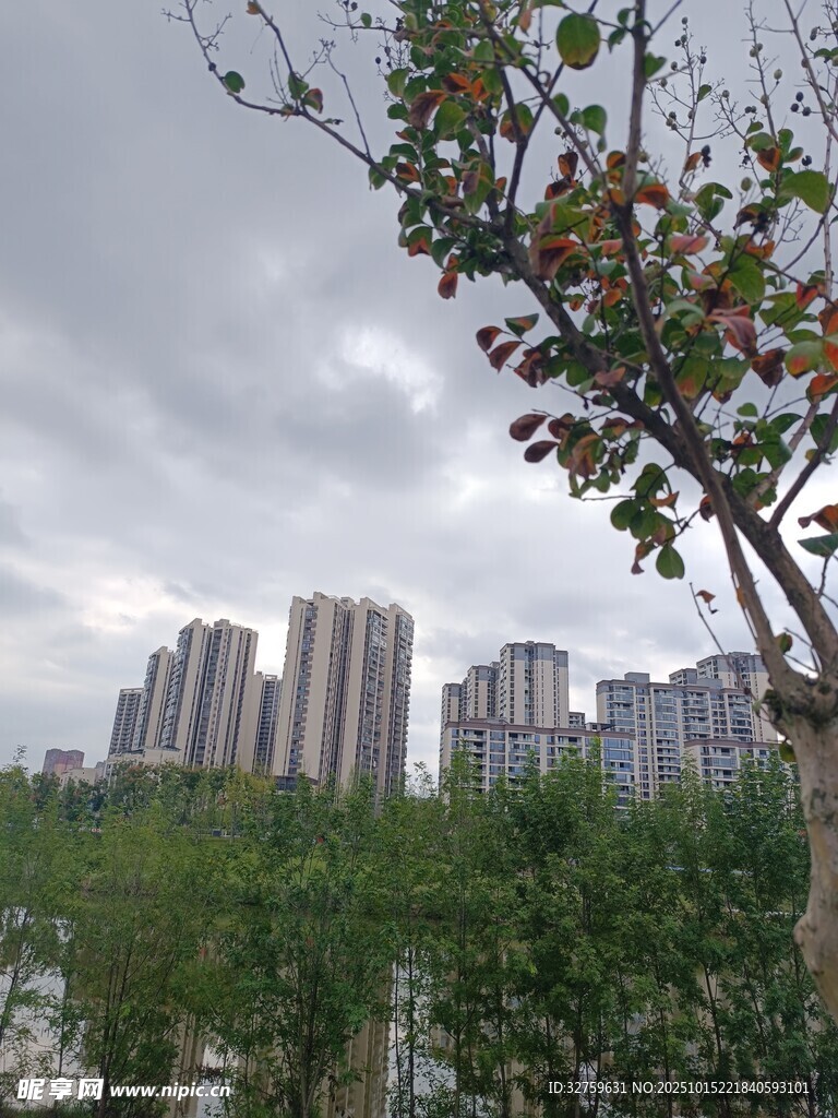 城市中绽放花朵的树木景观