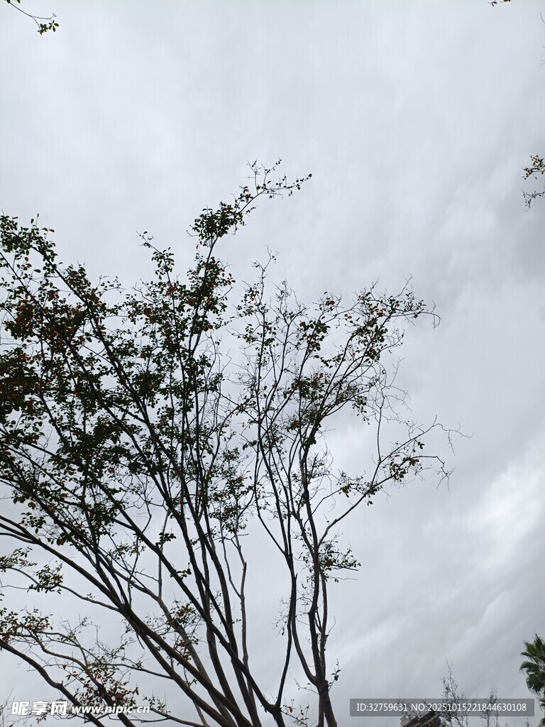 阴天树枝景象