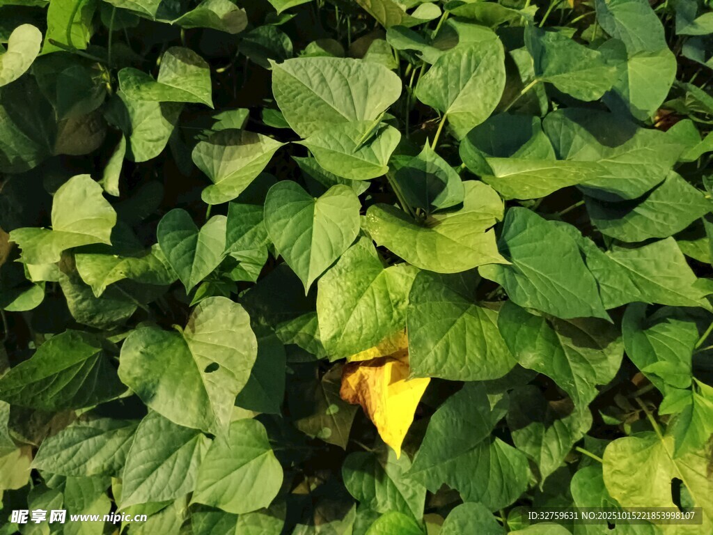 绿叶丛中一朵黄色小花