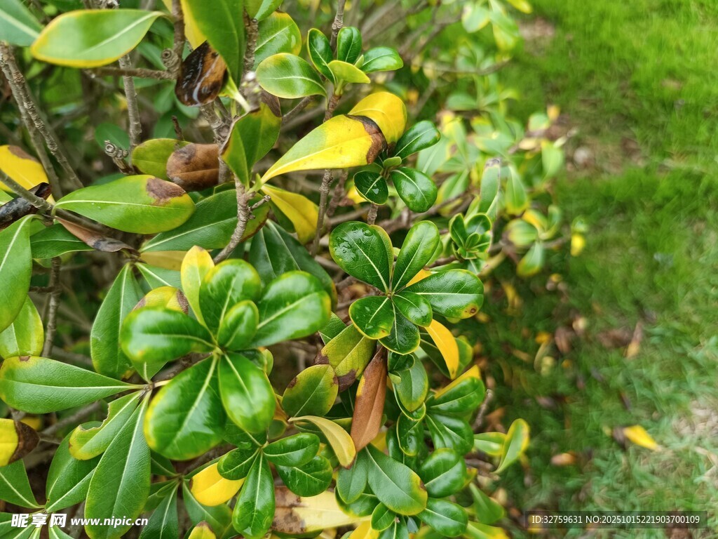 绿叶黄花的植物景观