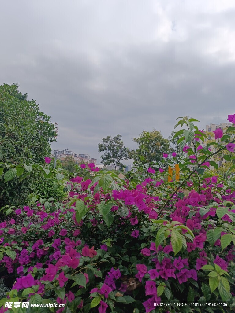 繁花盛开的户外景致