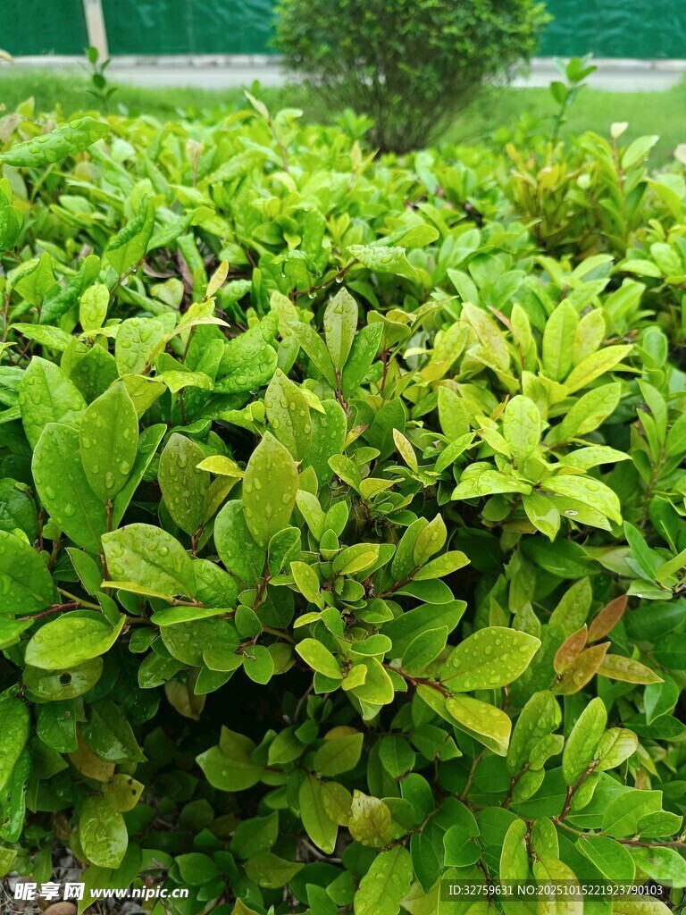 翠绿茂密的灌木丛