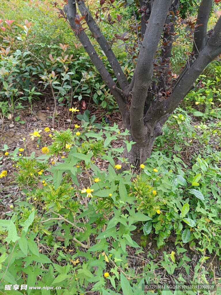 树下野花绿植生机景象