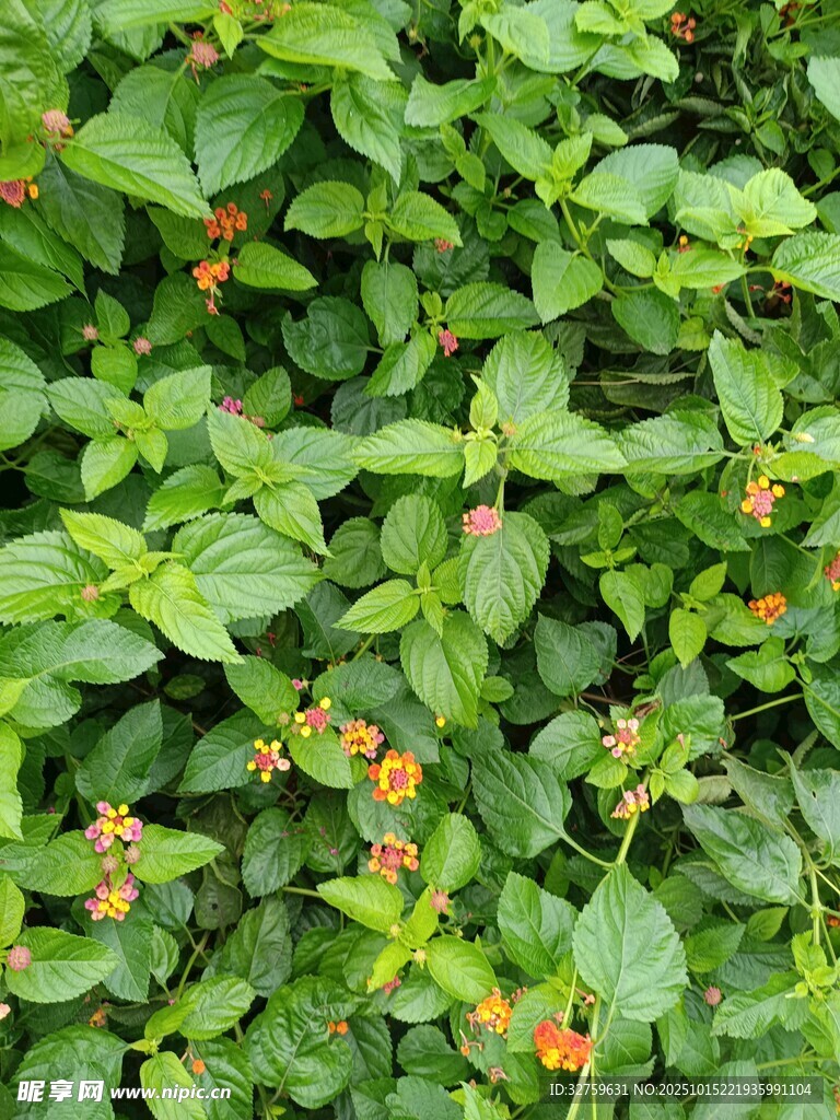 绿叶间的橙色小花