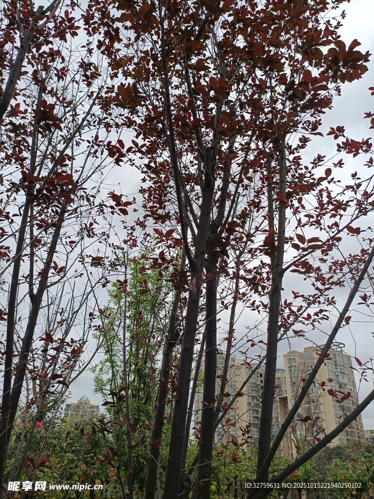 秋日树林景象