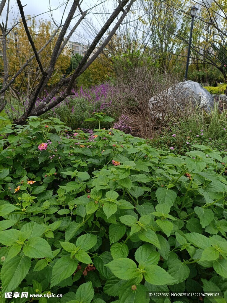 绿意盎然的植物景观