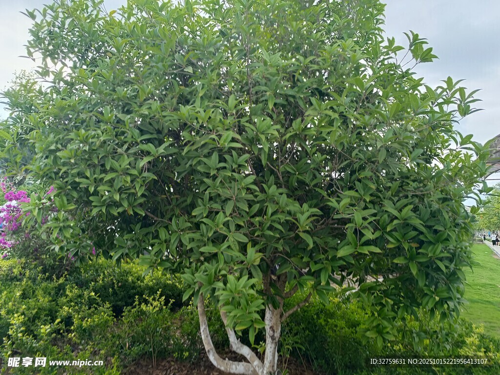 茂盛绿树 