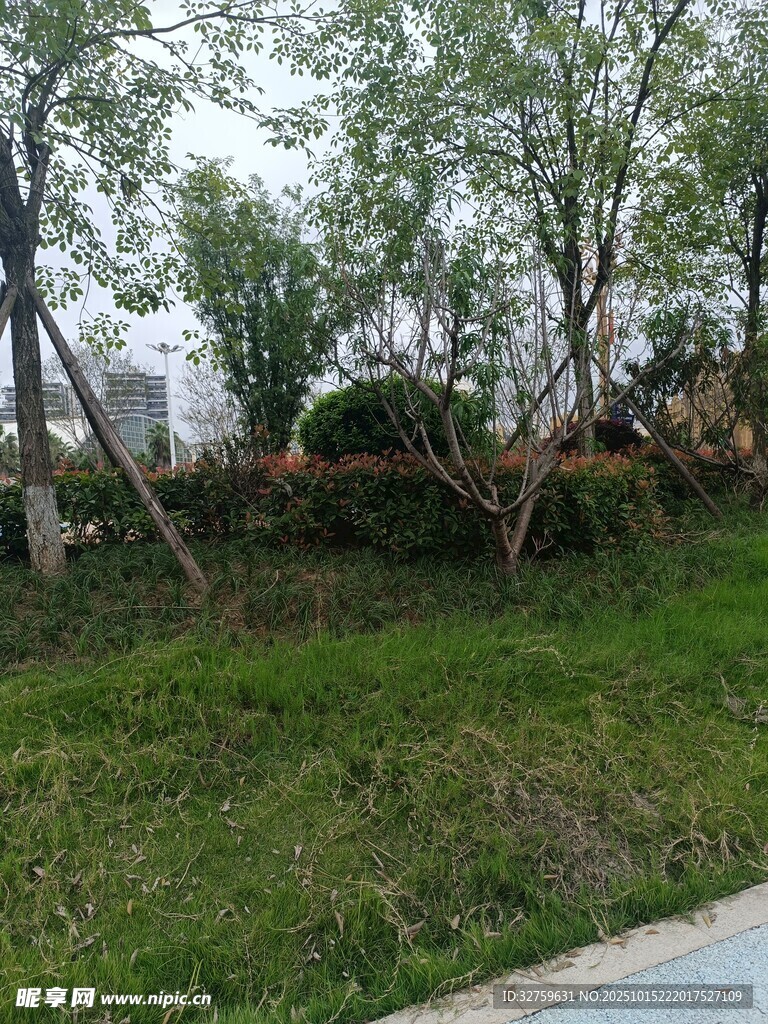 路边绿意盎然的树木与草地