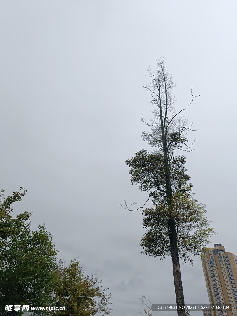 孤树挺立在阴沉天空下