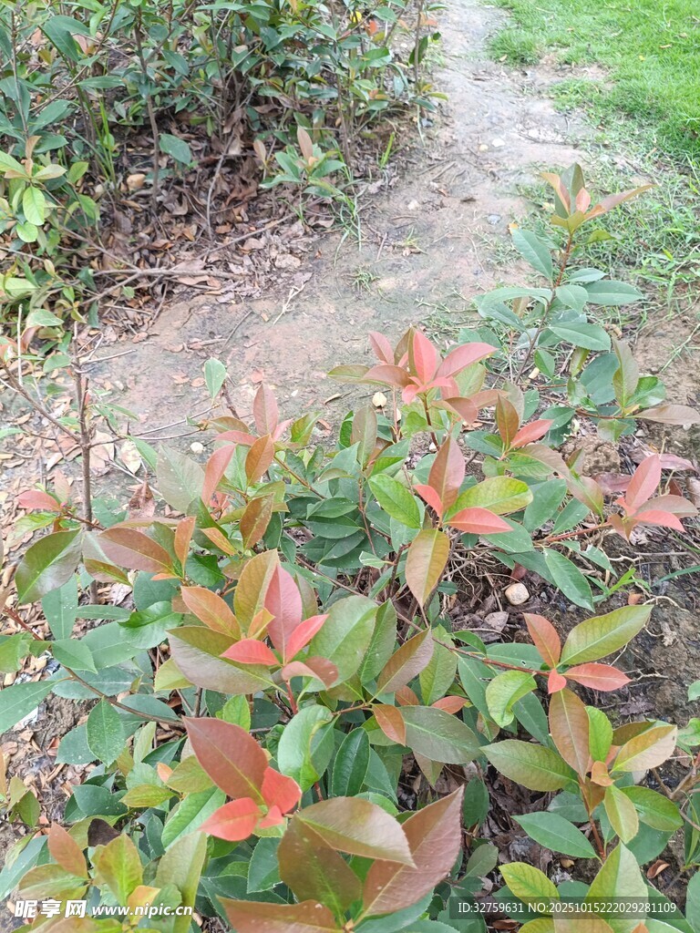 多彩叶片的植物小径