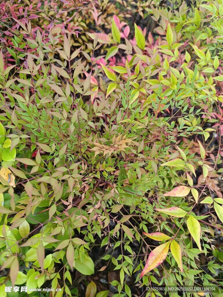 多彩植物景观