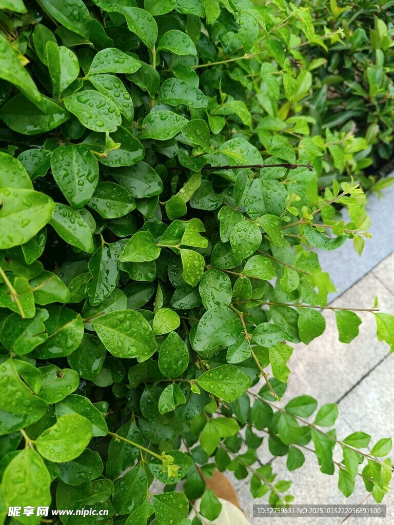 翠绿繁茂的爬藤植物景观