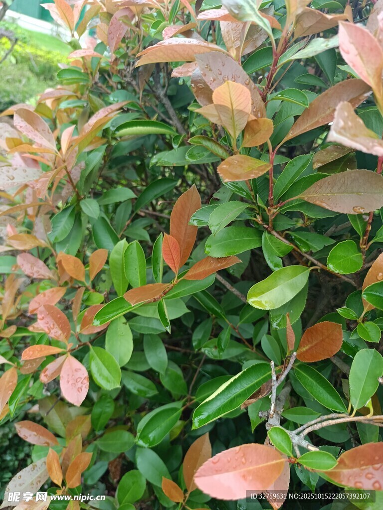 红叶灌木特写