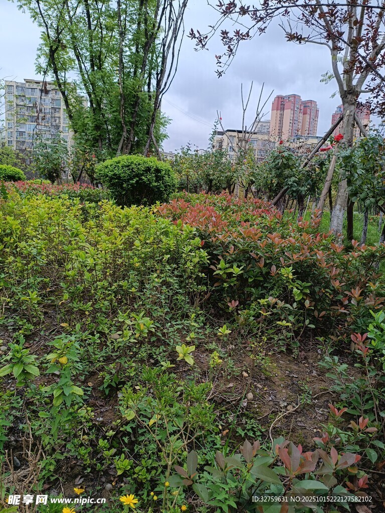 城市中的绿植景观