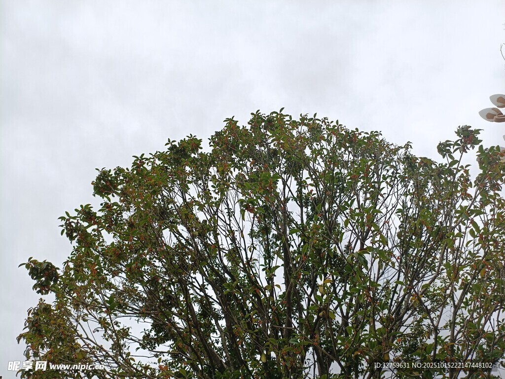 树冠映于灰白天空下