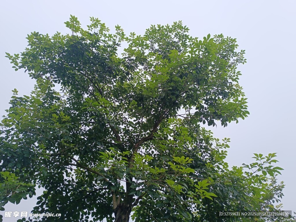 茂盛绿树展现盎然生机