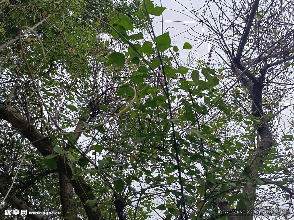 繁茂树枝与绿叶景象