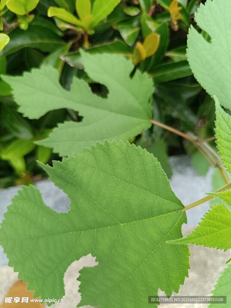 翠绿独特形状的植物叶片