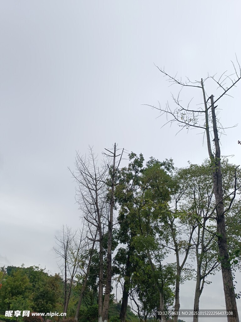枯树与绿树的对比景象