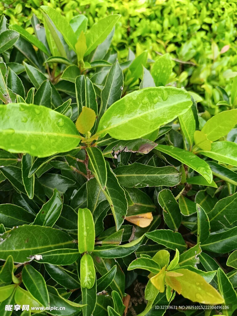 翠绿繁茂的植物叶片