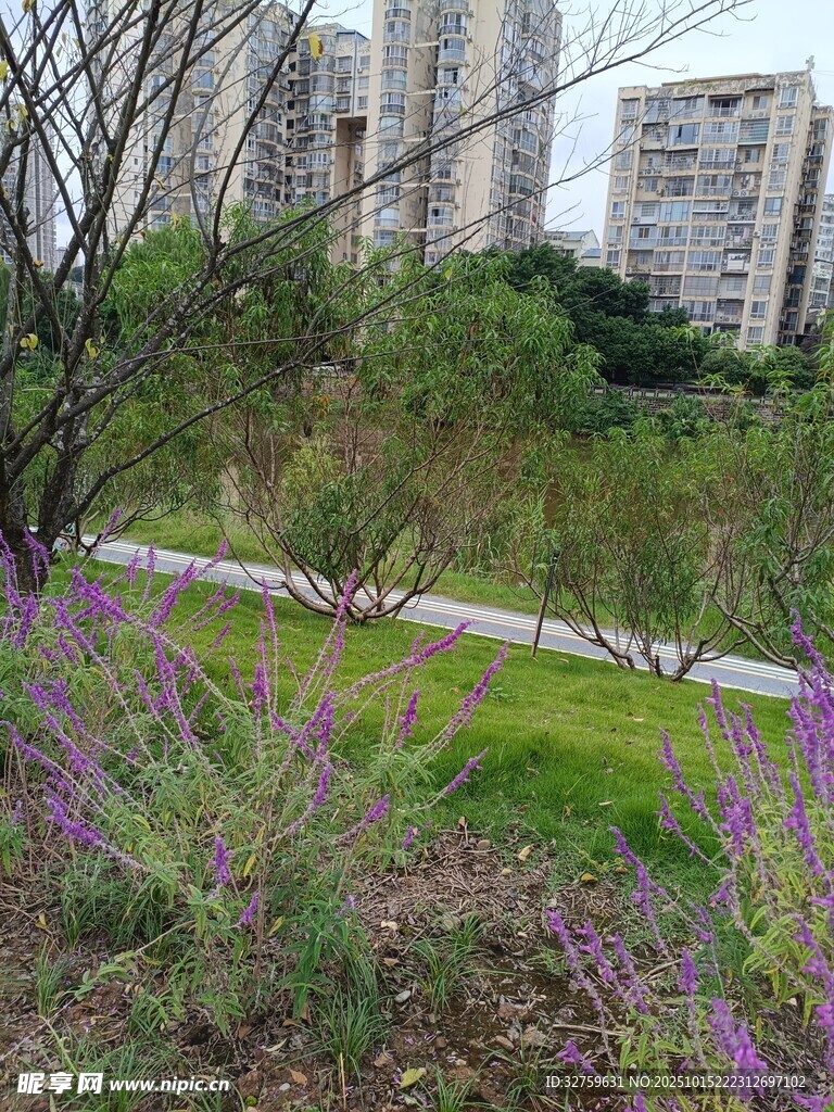 城市绿地中的紫色花卉景观