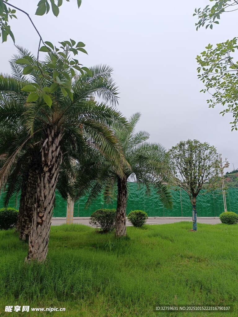 户外绿意盎然的棕榈树景观