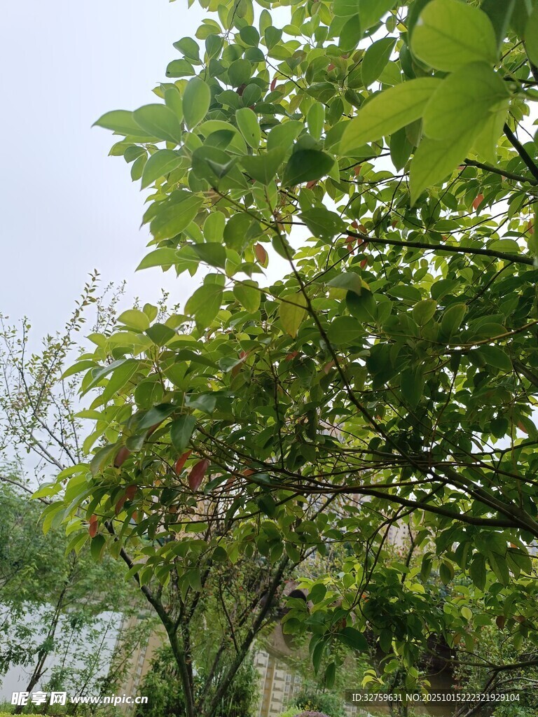 绿叶繁茂的自然景致