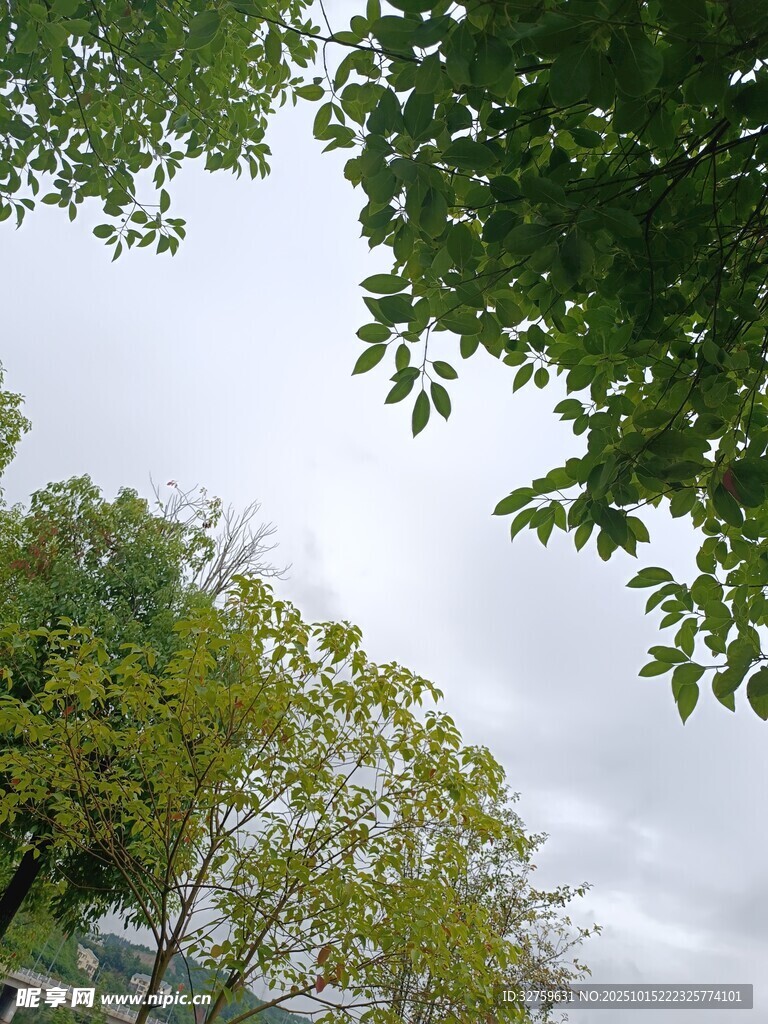 仰视绿树与天空景致