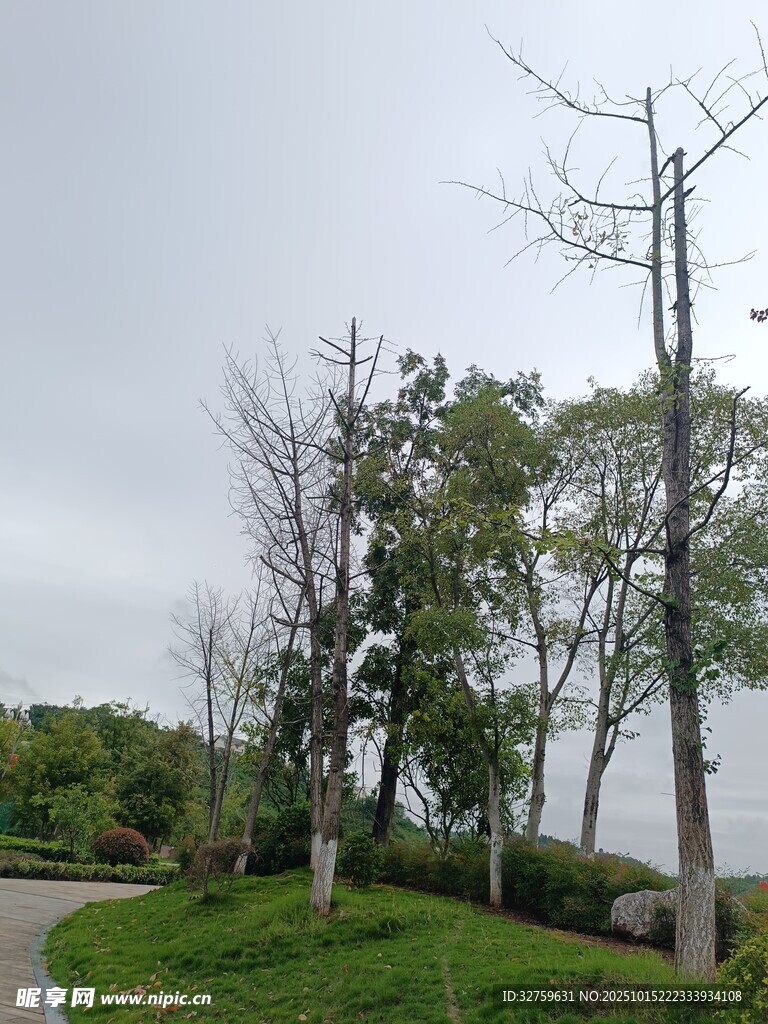 湖畔枯荣并存的树木景观