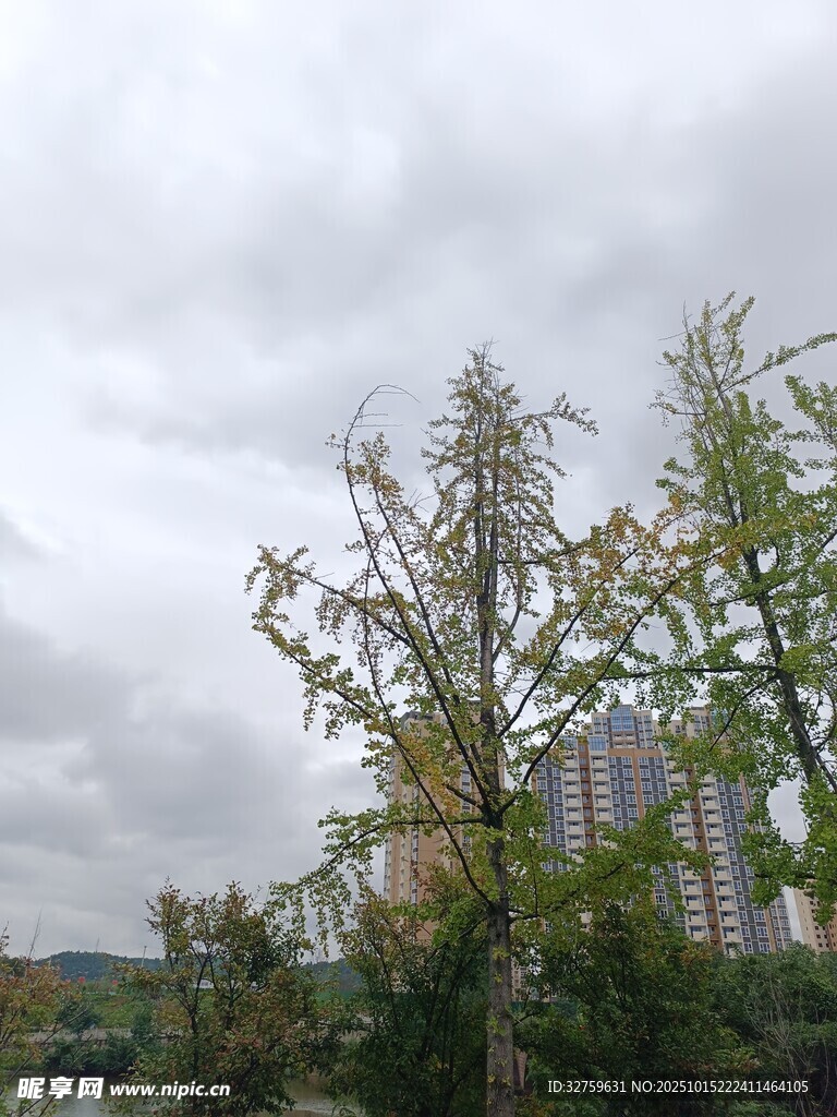 阴天中的绿树与远处建筑