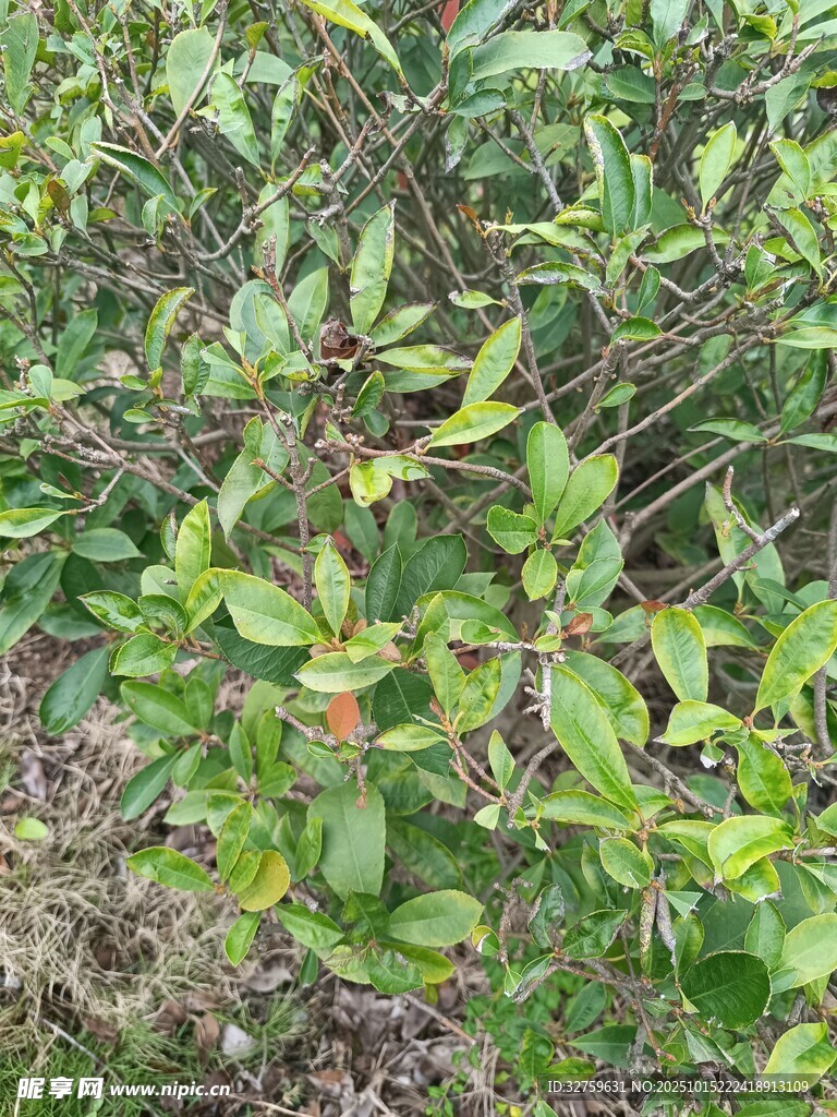 绿叶繁茂的植物景观