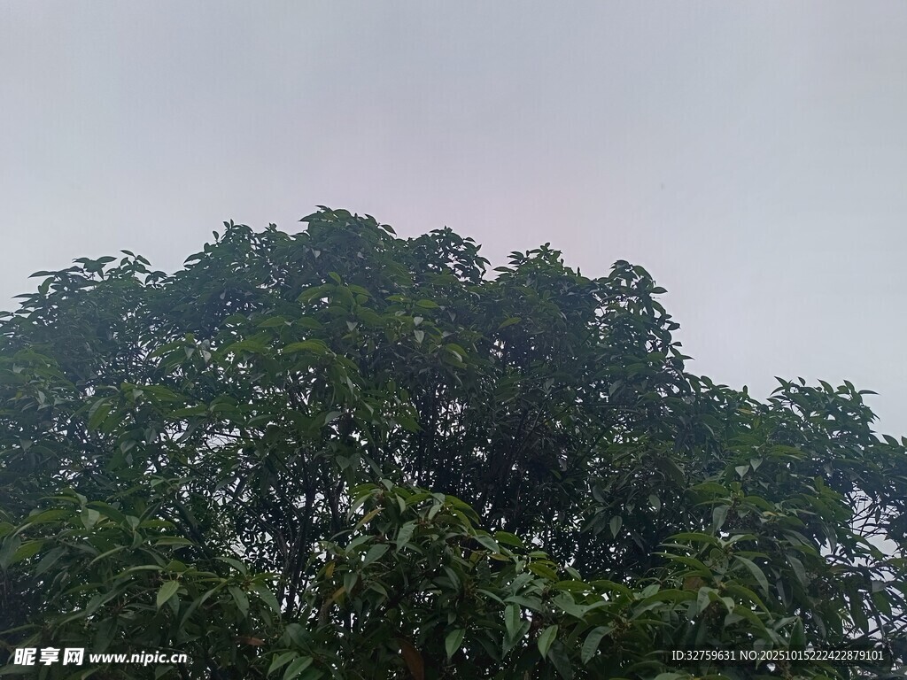 茂密绿树 