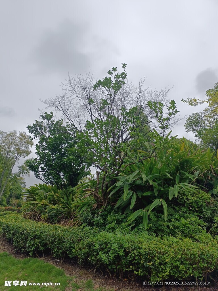 雨中繁茂绿植景观