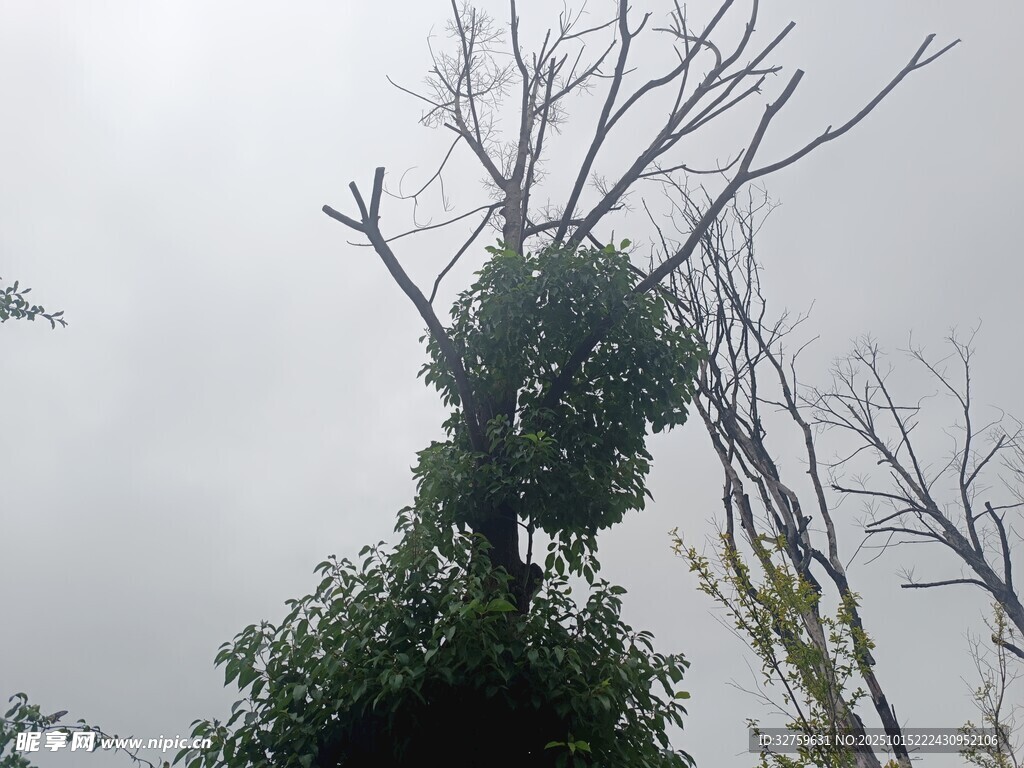 枯树缠绿植 