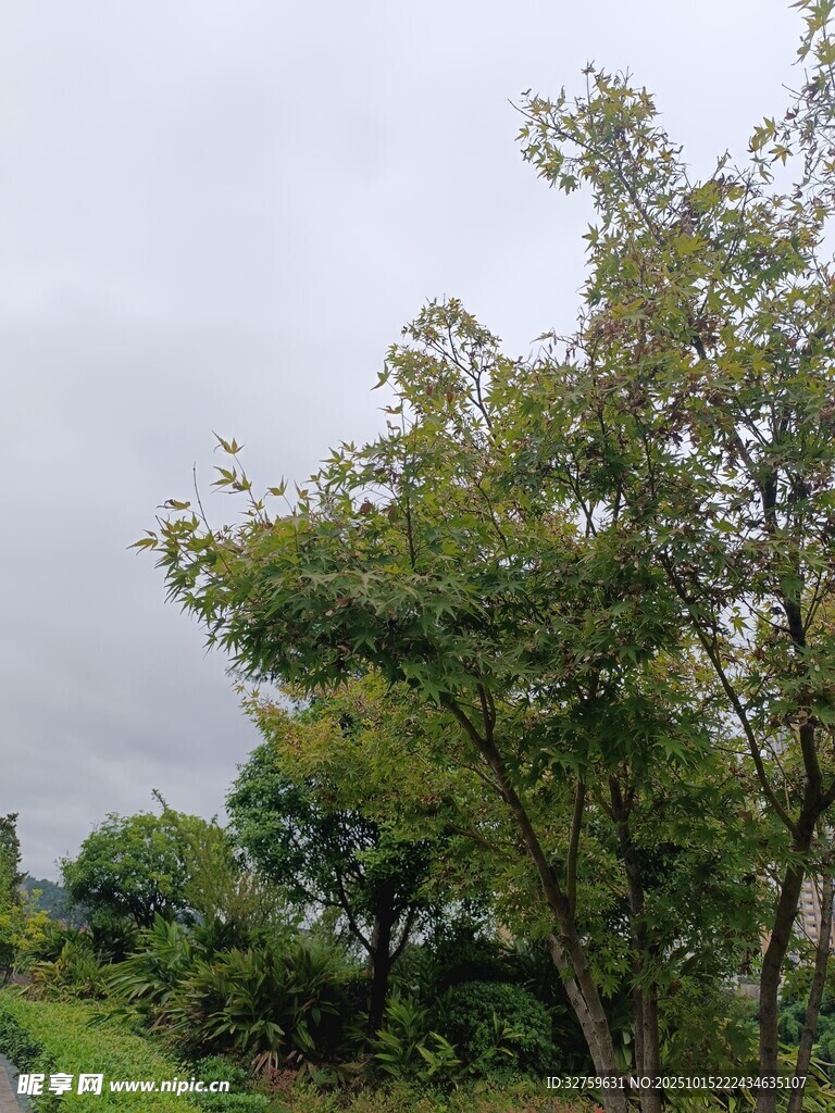 户外绿树风景