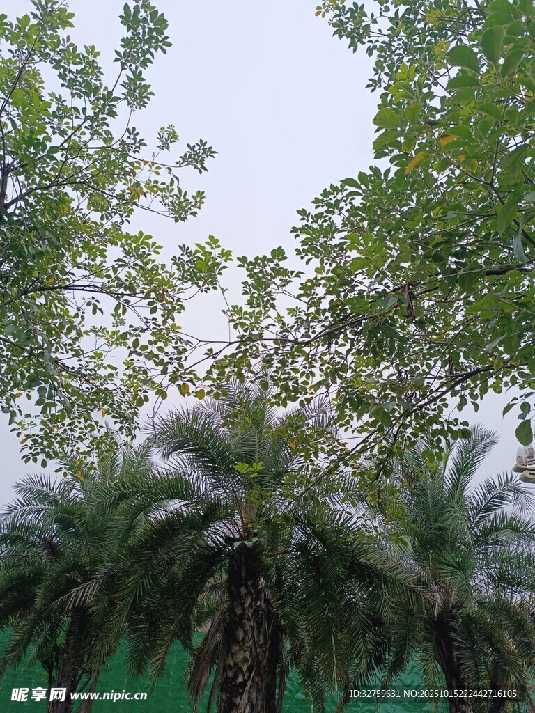 绿树成荫的户外景致