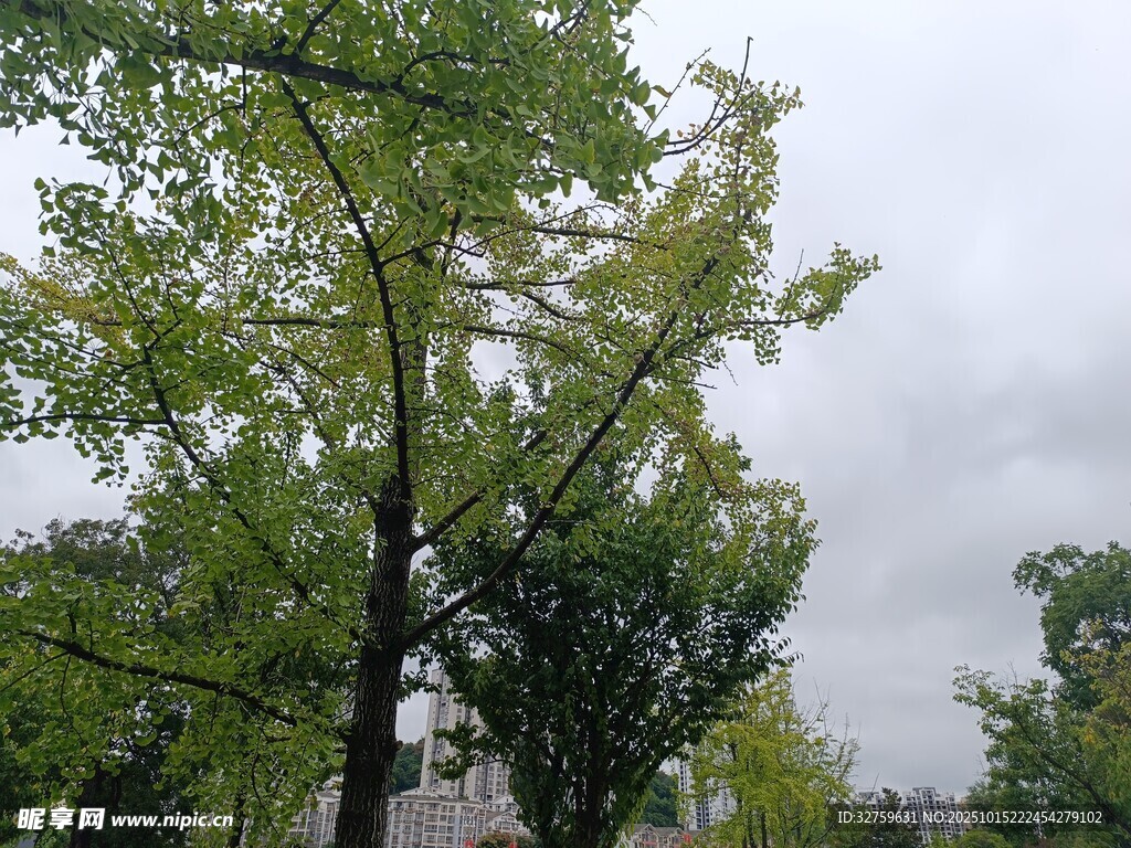 绿树成荫的户外景致