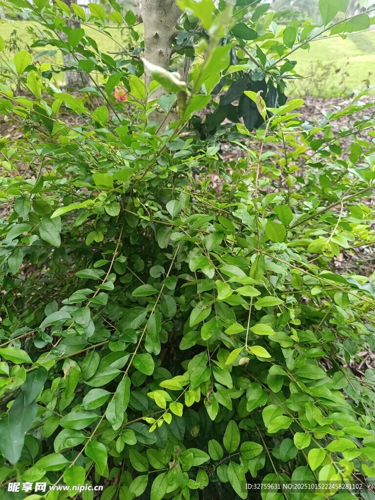 繁茂绿