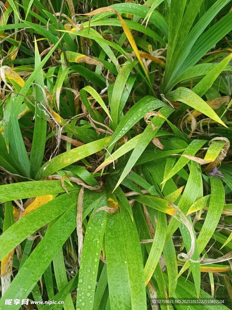 翠绿繁茂的长叶植物