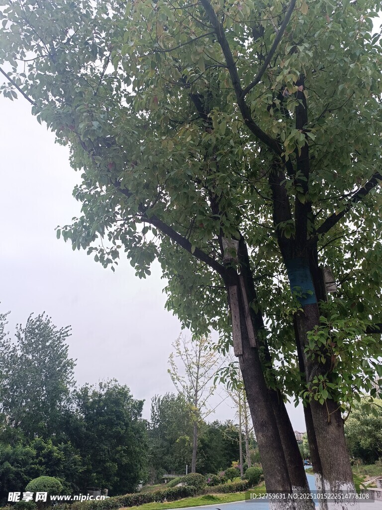 户外高大绿树景观