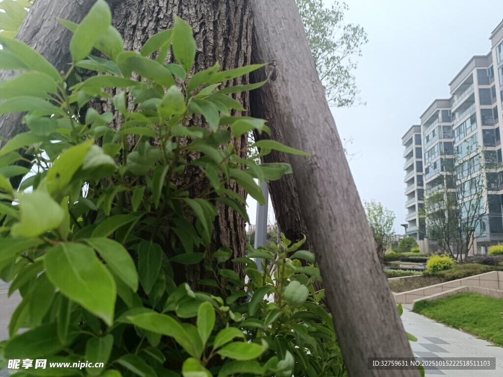 小区绿植环绕的树木